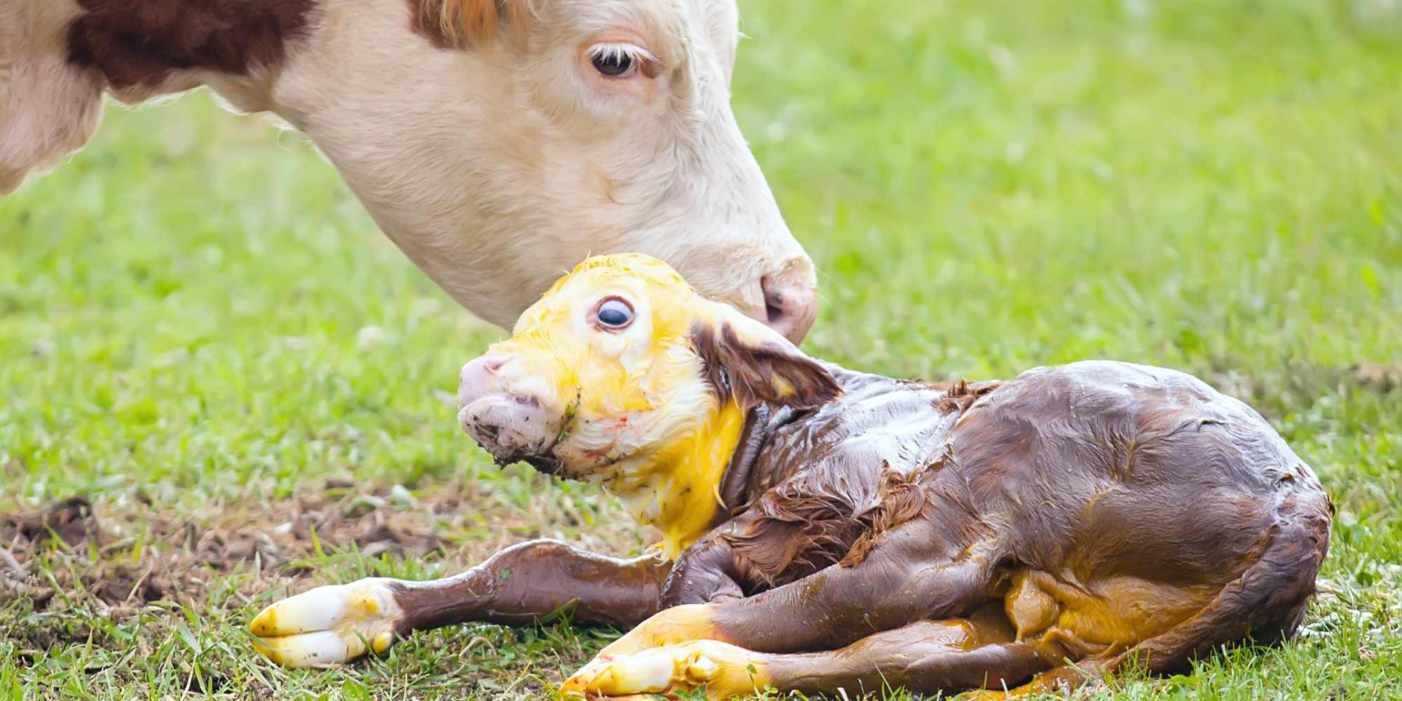 Signs of labour in animals - Levin & Horowhenua Vets
